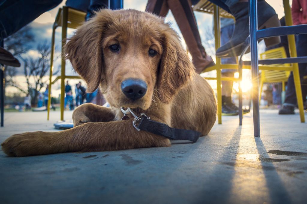 leis para animais de estimação em restaurantes leis para animais de estimação em restaurantes